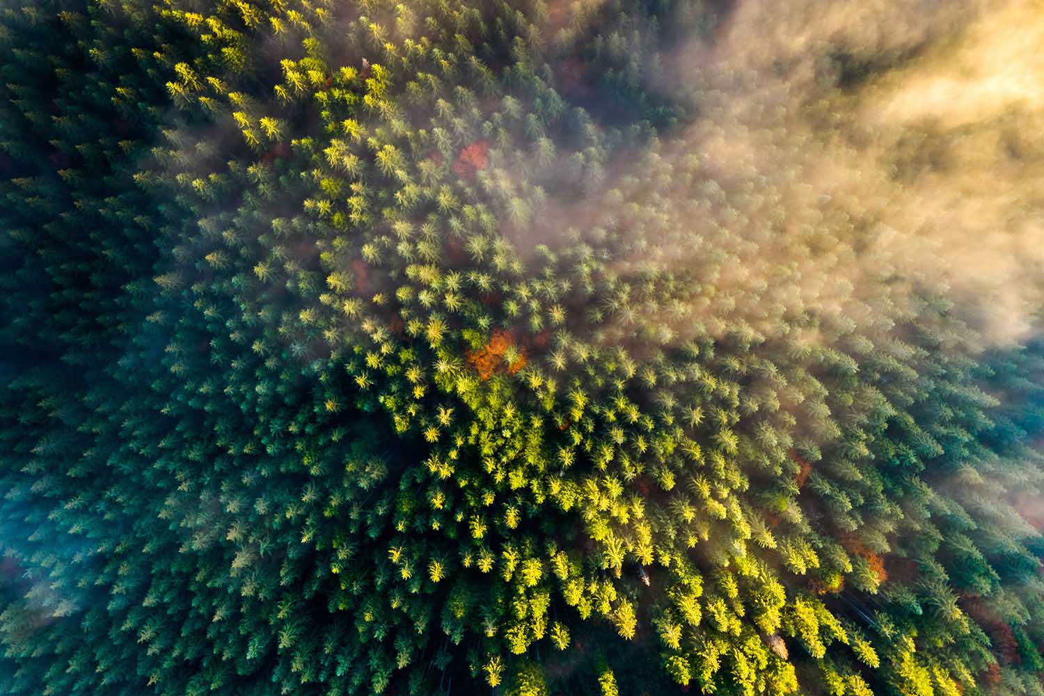 Aerial view of healthy trees
