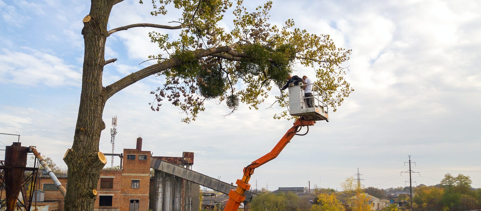 Professional tree cutting service with bucket truck