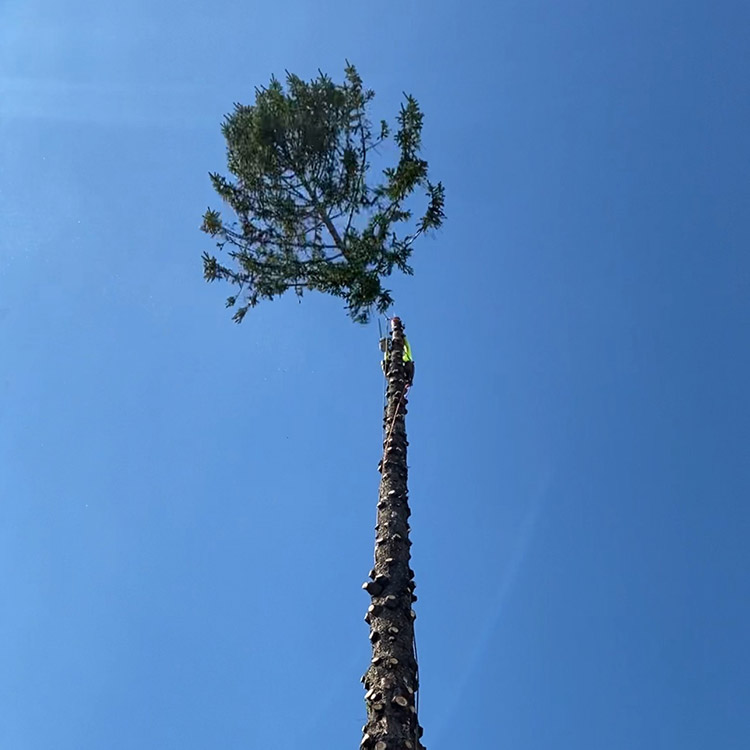 Tree removal project