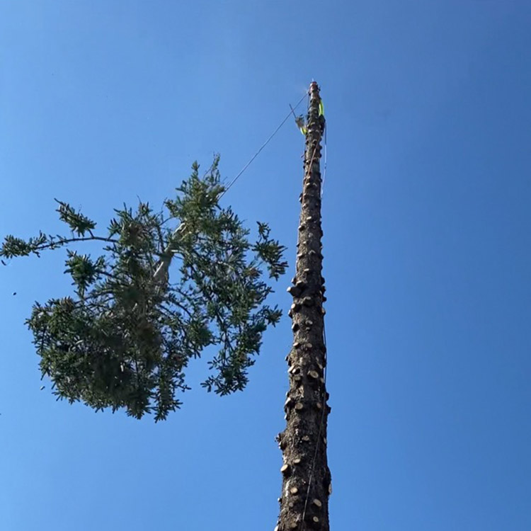 Completed tree removal